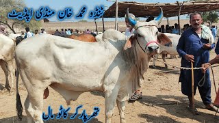 tharparkar Bull and kankrej bull  Tando Muhammad Khan mandi update  Sindhi Cattle Market  Sep 29 [upl. by Ybbob]