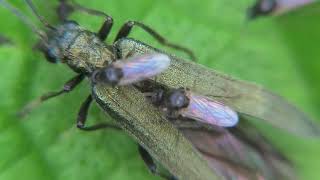 Biting Midges Tiny Pests You Cant Ignore  Learn about Ceratopogonidae and Their Annoying Bites [upl. by Wirth927]