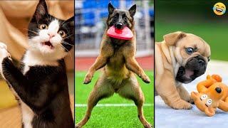 Funny ANIMALS videos 😂 Funniest CATS😺 and DOGS🐶 2024 [upl. by Ameehsat]