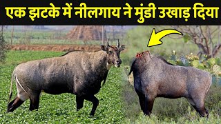 नीलगाय इतने खतरनाक क्यों होते है   Nilgai Kaisi Hoti Hai  Nilgai Ke Bare Mein Jankari [upl. by Sugihara557]