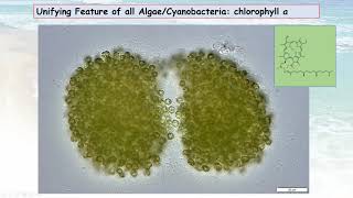 Cyanobacteria What you Need to Know – Part 1 Cyanobacteria Biology and Toxin Formation [upl. by Natye513]