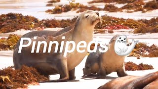 Pinnipeds 🦭🦭 [upl. by Shank401]