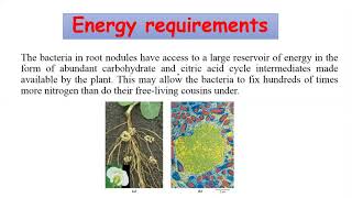 Amino Acid Anabolism Lec 1 [upl. by Nnaul206]