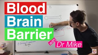 Blood Brain Barrier [upl. by Meluhs]