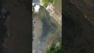 Salmon Run 2024Fish Ladder  Bowmanville Ontario [upl. by Maiga]