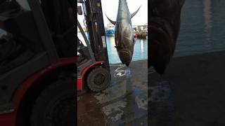 fishing yellowfin bluefin yellowbellyfishing fish fishline youtubeshorts shortsfeed shorts [upl. by Ykcub403]