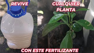 RESUCITA cualquier PLANTA con este FERTILIZANTE CASERO cura plantas ENFERMAS o SECAS Huerto urbano [upl. by Oznofla486]