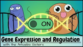 Gene Expression and Regulation [upl. by Algernon]