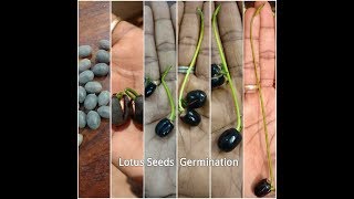 How to grow Lotus Plant from seeds  Lotus Plant at home  Lotus seeds germination [upl. by Brittaney562]