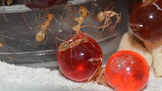 Moving My GOLDEN Honeypot Ants Myrmecocystus mexicanus Into A New Nest [upl. by Earased]