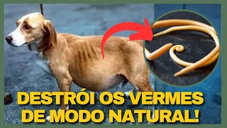 Dê ESSA SEMENTE ao seu Pet Vermífugo Natural Cães e para Gatos Semente de Abóbora pra Cães e Gatos [upl. by Laris]