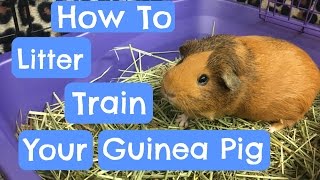 Litter Training Your Guinea Pig [upl. by Getraer300]