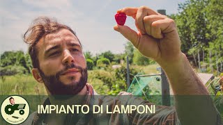 Come realizzare un impianto di lamponi  Il contadino Nick [upl. by Ellebana551]