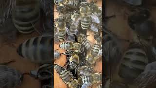 Ready for winter 🐝🐝🐝 honeybee beekeeping wildlife naturevideo natgeoyourshot shotoniphone [upl. by Ellehc]