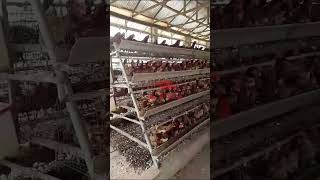 Type A 4Tier Layer Chicken Cage System for 10000 Birds Commercial Poultry Farm in Lagos Nigeria [upl. by Vasilek141]