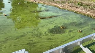 Video Algal bloom on Cayuga Lake at Frontenac Park in Union Springs [upl. by Cosma319]