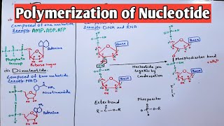 Polymerization of Nucleotide Mononucleotide and Dinucleotide  Jiyas Biology Tutorials [upl. by Durr]