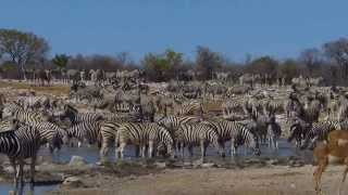 At the Kalkheuwel Waterhole in Etosha National Park Namibia [upl. by Onitnerolf863]