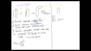 Tropism Simplified Biology OL [upl. by Ysac]