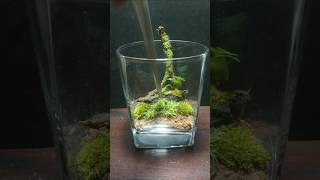 Making a NANO terrarium☘️ nanoterra moss shorts terrarium miniature satisfying creative easy [upl. by Seve]