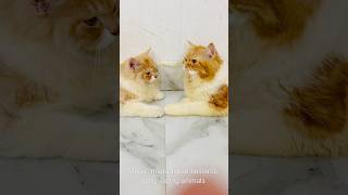 Billu ne diya maalik ko bonus😳😳catcomedy billicomedy cat catvideo viralcat sajidcat billug [upl. by Greeson351]