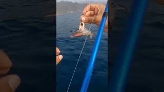 catch fishing dibba صيد بحر سمك fishingkayak اكسبلور fujairah fish kayak [upl. by Bogosian]