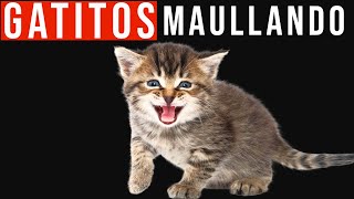 💚 El mejor sonido de gatos bebes maullando fuerte 2022 [upl. by Ballinger492]