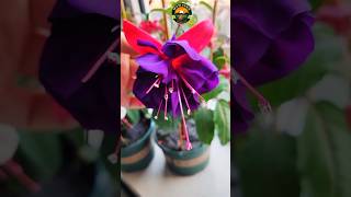 indoor plants to grow at home indoorplants amazing shorts gardening [upl. by Manup]