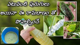 How to get rid of Mealybugs and aphids on plants in telugu [upl. by Cogen]