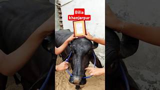 Billa khanjarpur newsong song music punjabisong punjabi automobile jhotarcae newmusicrelease [upl. by Occer]