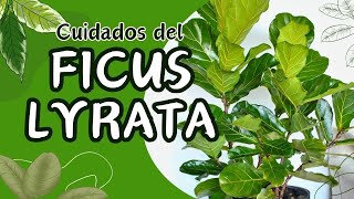 Cuidados del Ficus Lyrata en maceta Aprende a cultivar esta hermosa planta como un experto [upl. by Dowell]