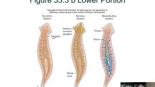 BIOL 1407 Lecture 33 Protostomes 331 to 338 [upl. by Bergstein787]