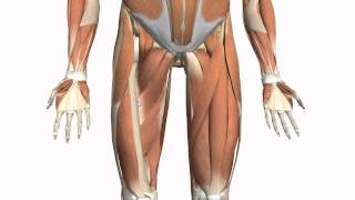 Muscles of the Thigh and Gluteal Region  Part 2  Anatomy Tutorial [upl. by Allina]