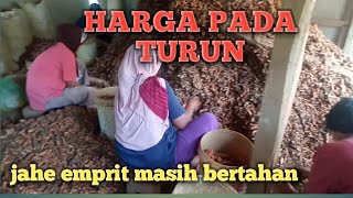 Harga menurun Jahe emprit masih bertahanJaheEmpritinfoHarga [upl. by Letniuq]