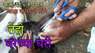 वासराची शिंगे 🐄जाळण्याची अगदी सोप्पी पद्धत घरच्या घरी  easy way to dehorning of the calf At Home [upl. by Eintirb]