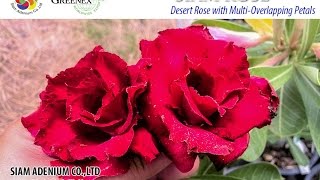 quotSiam Rosequot New 2015 Rosy Adenium  The Most Rose Looks [upl. by Cara]