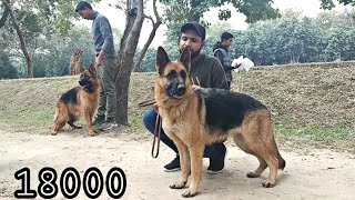 100 German shepherd top class in Lahore Kennel club in Pakistan [upl. by Krutz582]