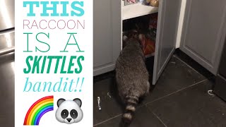 Pet raccoon raids cabinets [upl. by Ahsinehs506]