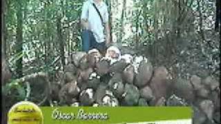 quotEL CERRO DE GUAZAPAquot DE LA GUERRA AL ECOTURISMO UNIVERSIDAD DE EL SALVADOR Dpt de PERIODISMO quotREPORTAJE PARA EL PROGRAMA SUCHITOTO MAS ALLA DE UNA MIRADAquot 2007 [upl. by Goldston]