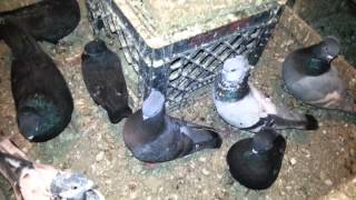 Tippler Pigeons of Kings Catch Keep [upl. by Evyn304]