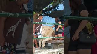 WHITE LION AT BALUARTE ZOO VIGAN ILOCOS SUR [upl. by Yrogerg161]