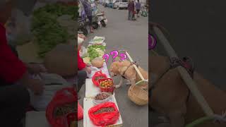 dog listens to the stall owner’s recommendation to buy persimmons狗狗聽攤主推薦買柿子 [upl. by Addiego]