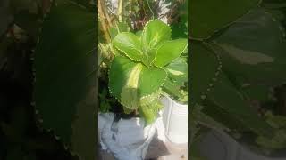 Acalypha plant Care amp Growing Tips Copperleaf Plant Easy Growing Guide [upl. by Nollek288]