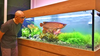 MOST AMAZING ASIAN AROWANA PLANTED AQUARIUM IN SINGAPORE [upl. by Clarhe]