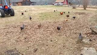 Chickens Come Running [upl. by Armilda985]