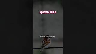 Where is sparrow Bird 🕊️  We lost golden Bird  Dhyan Dynamics Hindi  shorts [upl. by Eslud749]