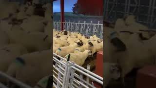 Thainstone 8th October  Store Lambs from David Scott [upl. by Anayk]