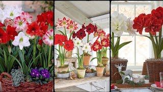 Growing Amaryllis Indoors How to Grow Amaryllis in Pots [upl. by Enidlarej]