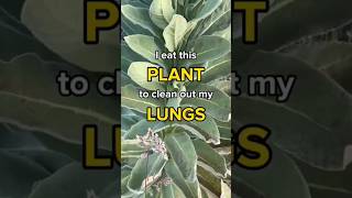 How to clean our lungs 😨  Mullein leaves  plants shorts explore [upl. by Thenna]