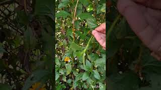 wedelia plant beautifulvine outdoorplant hardy hanging groundcoverplant permanentplant [upl. by Ninaj401]